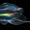 Comb Jelly Footage Surprises Scientists, Upends Evolutionary Expectations