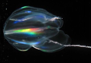 Comb Jelly Footage Surprises Scientists, Upends Evolutionary Expectations