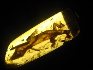 Ancient Lizards Preserved in Amber Could Pose Problems for Evolutionists