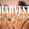 What Does the Bible Say About Harvest?