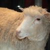 Scientists Cloning More Animals Using Dolly the Sheep, May Lead to Human Cloning
