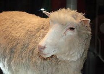 Scientists Cloning More Animals Using Dolly the Sheep, May Lead to Human Cloning