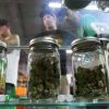 California Gets Go-Ahead to Vote on Legalization of Marijuana