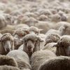 Joel Osteen on lesson learn from sheep: ‘We need to stay in peace; the Good Shepherd will fight our battles’