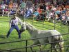‘Horse whisperer’ proclaims Gospel at state fair