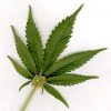 Nashville lightens up on marijuana penalties