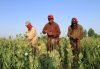 Opium Crops Spread In Afghanistan As Taliban Gains Ground