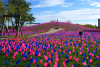 Heartbreaking Display of 100,000 Pink and Blue Flags Represents Babies Killed in Abortions