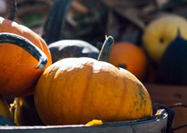 5 Practical Ways to Celebrate Thanksgiving