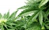 Marijuana legalization on 9 state ballots