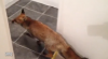 Grandad Taking a Bath Gets a Shock When Fox Walks into the Bathroom and Won’t Leave