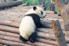 ‘Peanut’ the Baby Panda Takes Her First Steps in This Adorable Heartwarming Video