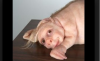 Scientists are Making Human-Pig Hybrids for Organ Transplants That Could Develop Into “Monsters”