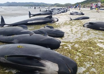 Media Mourn Deaths of Hundreds of Whales, Ignore Deaths of Thousands of Aborted Babies